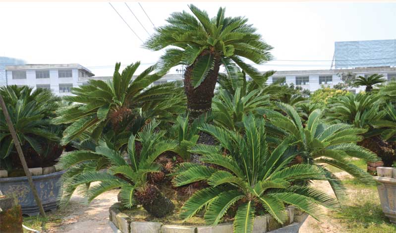 cycas_r-img-8