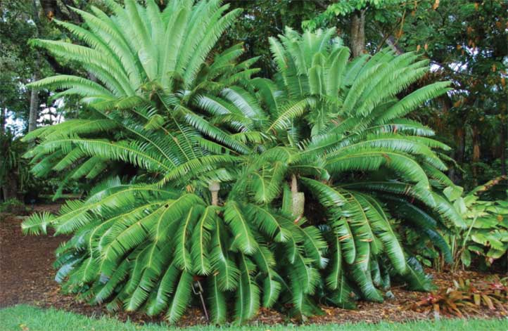 dioon-img-1