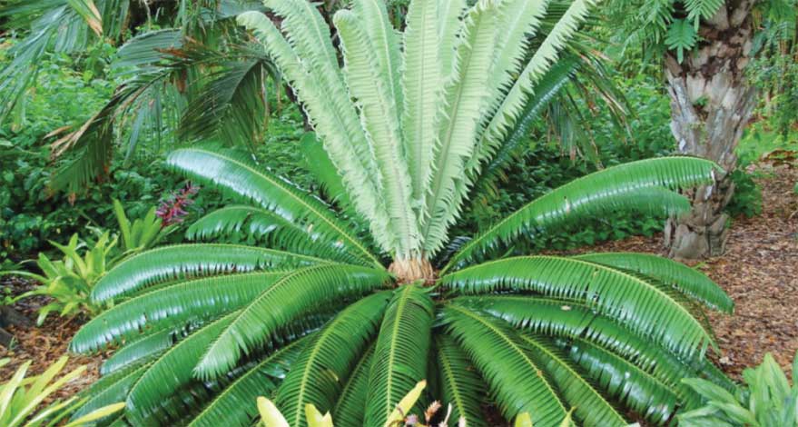 dioon-img-2