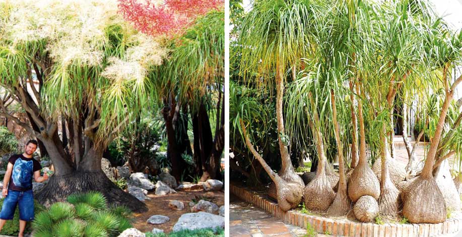 beaucarnea_rn-img-3