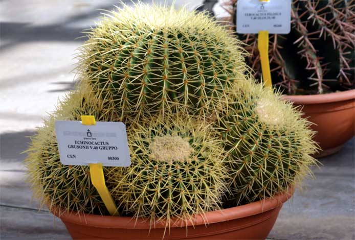 e-cactus_g-img-1