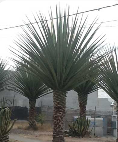 yucca_m-img-2