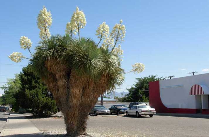 yucca_r-img-6