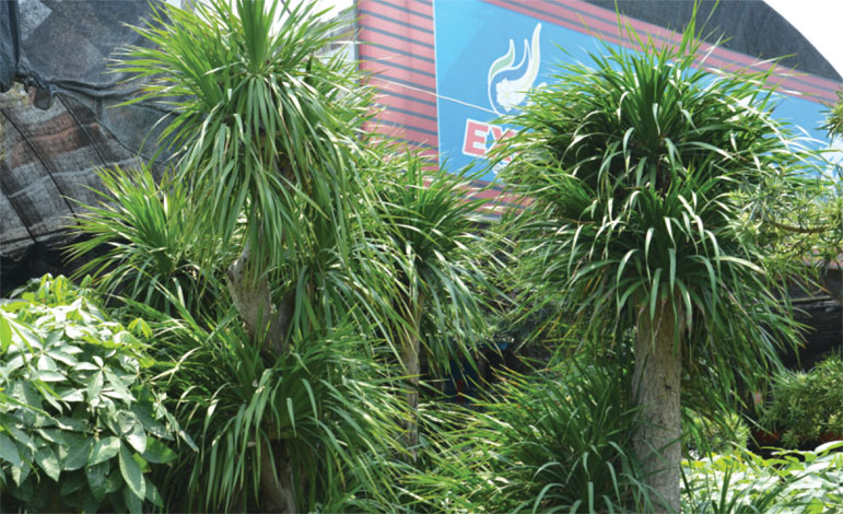 dracaena_i-img-1