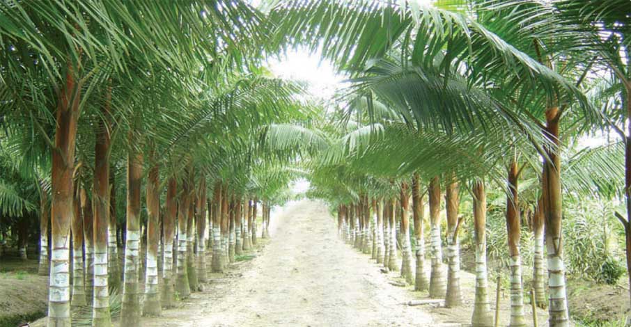dypsis-img-2