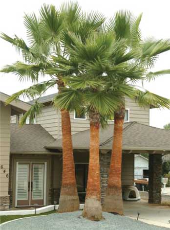 washingtonia_r-img-1