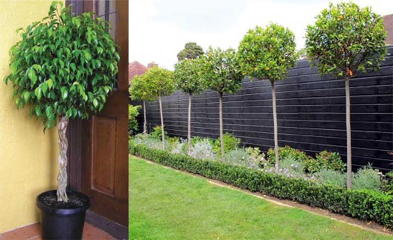 ficus-img-2