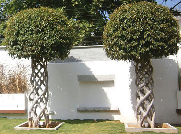 ficus-img-7