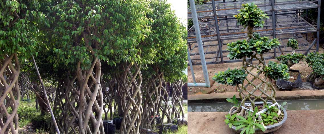 ficus-img-8