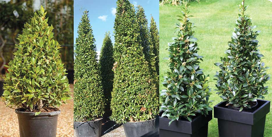 laurus-img-6