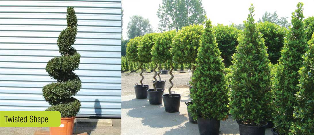 laurus-img-7