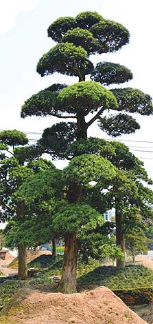 podocarpus-img-7
