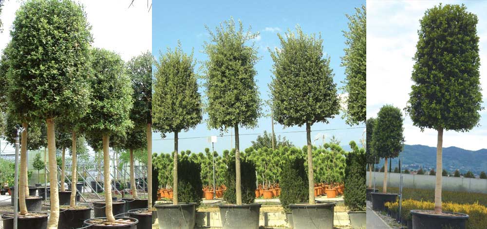 quercus-img-2