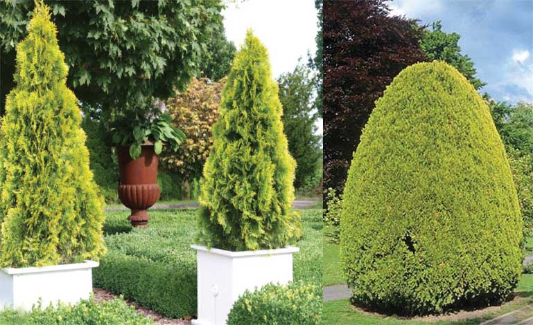 thuja-img-1