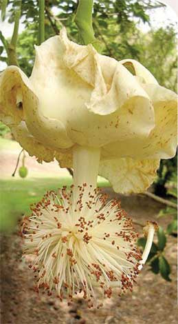 adansonia_d-img-1