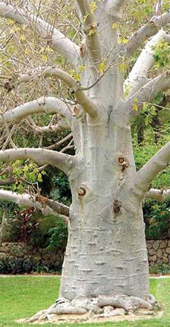 adansonia_d-img-2
