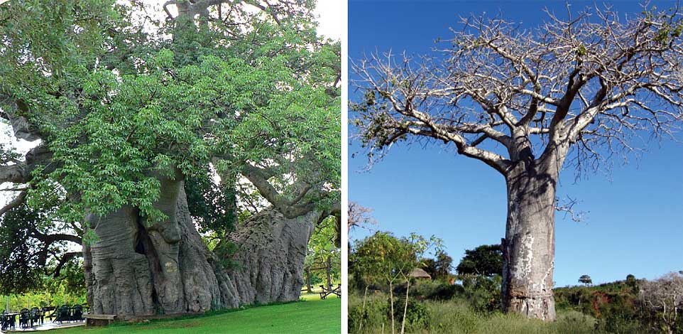 adansonia_d-img-3