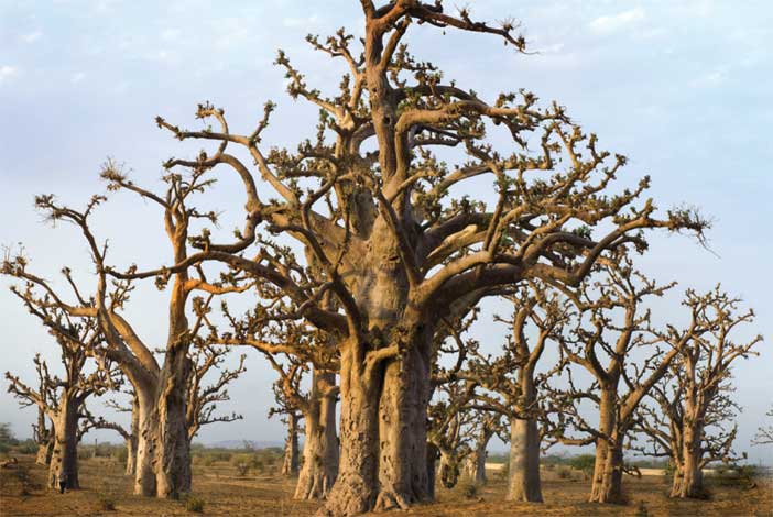 adansonia_d-img-4