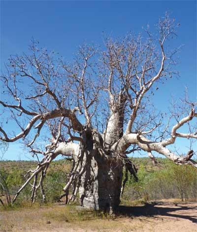 adansonia_d-img-5