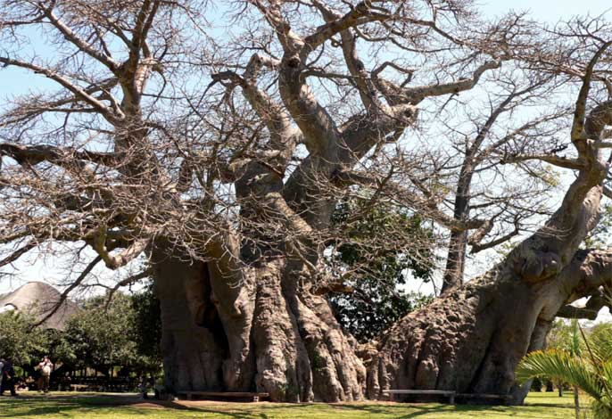 adansonia_d-img-6
