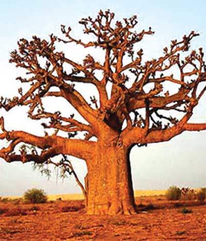 adansonia_d-img-7
