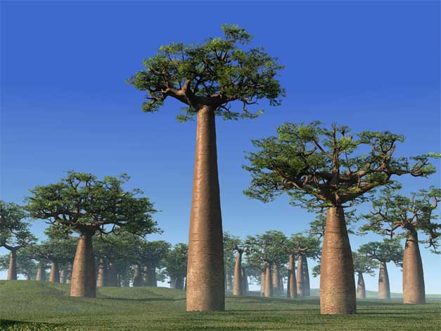 adansonia_g-img-2