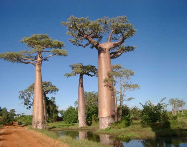 adansonia_g-img-3