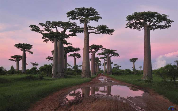 adansonia_g-img-4