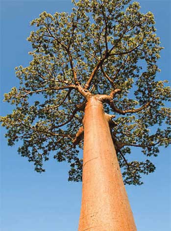 adansonia_g-img-5