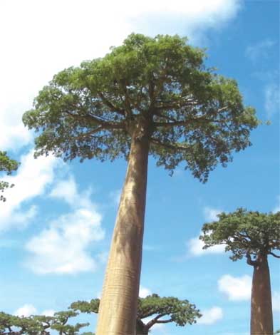 adansonia_g-img-6