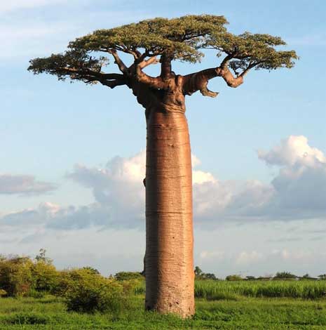 adansonia_g-img-7