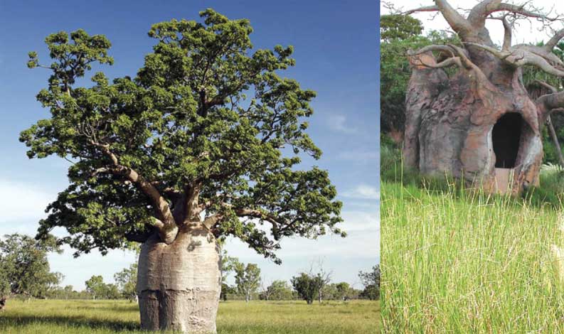 adansonia_gr-img-1