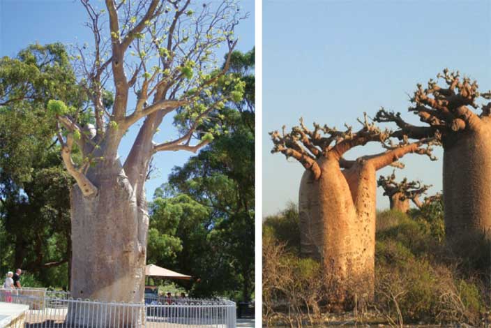 adansonia_gr-img-2