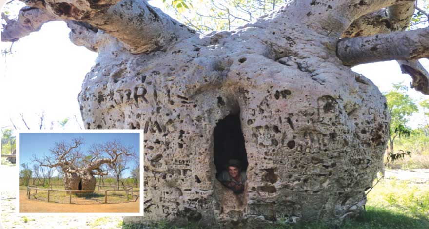 adansonia_gr-img-3