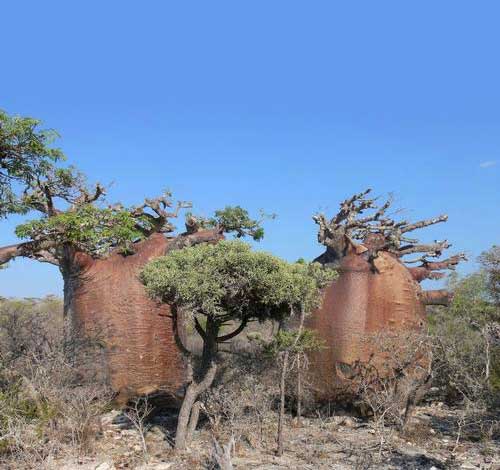 adansonia_gr-img-4