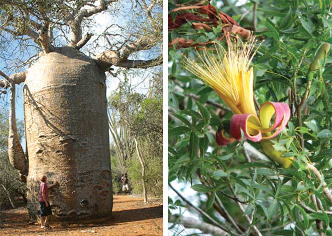 adansonia_r-img-2