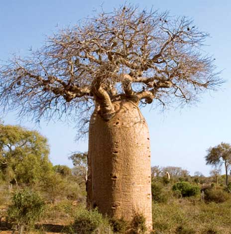 adansonia_r-img-3