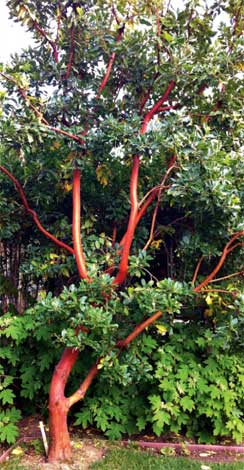 arbutus_m-img-1