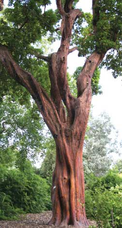 arbutus_m-img-2