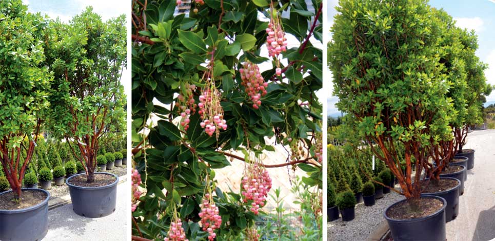 arbutus_m-img-3