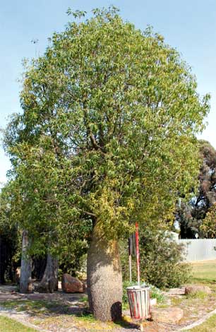 brachychiton_r-img-5