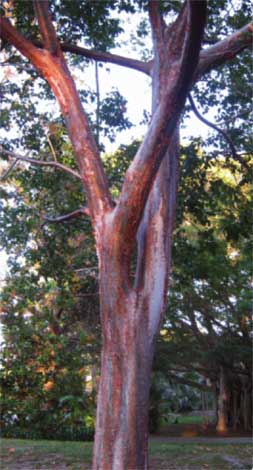 bursera_s-img-2