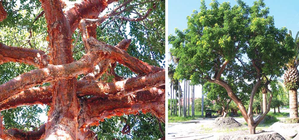 bursera_s-img-3