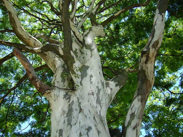 caesalpinia_f-img-2