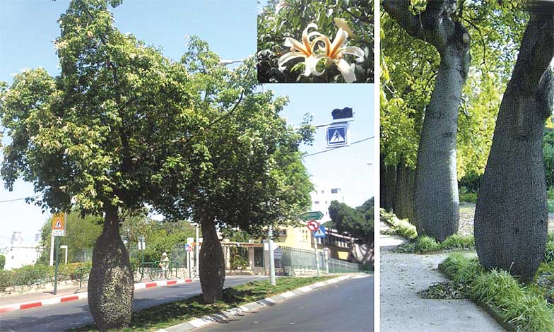 chorisia_i-img-1