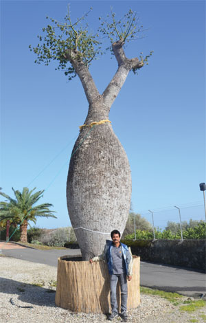 chorisia_i-img-2