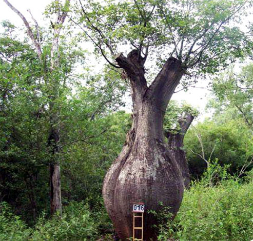 chorisia_i-img-3