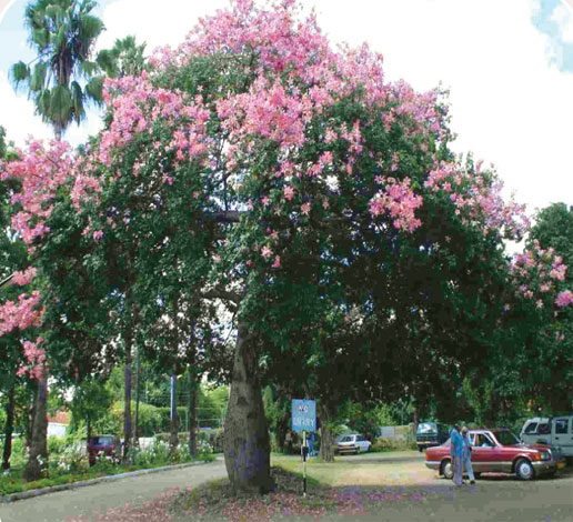 chorisia_i-img-4