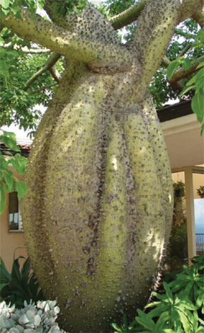 chorisia_i-img-5