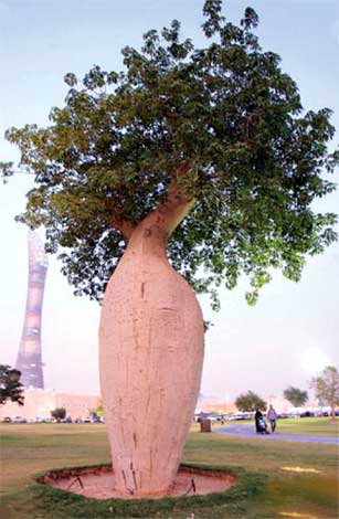 chorisia_s-img-1
